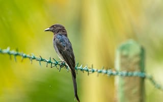 Картинка птица, природа, фотография, животные, пейзаж, зеленый, свобода