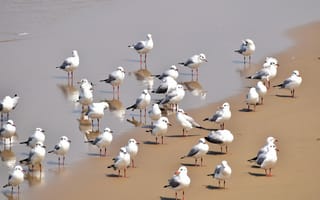 Картинка птицы, чайки, пляж, море, природа, песок, лето