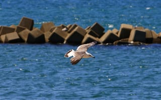 Картинка птица, море, чайка, полет, природа, водоем, камни