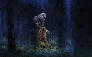 Картинка сова, лес, ночь, природа, темнота, животные, мох