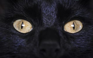 Картинка кот, черный, глаза, питомец, животное, портрет, фото