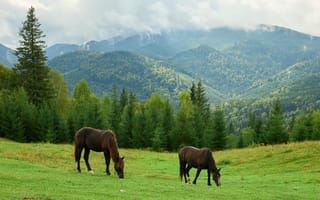Картинка лошади, природа, горы, пейзаж, трава, лес, небо
