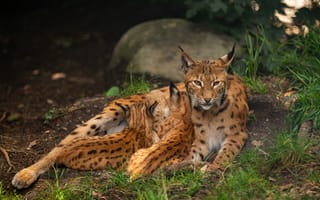 Картинка рысь, кот, животные, природа, мать, потомство, дикие