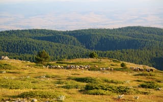 Картинка природа, горы, пейзаж, овцы, лес, зелень, отдых