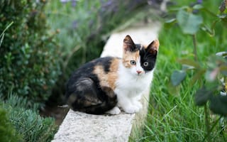 Картинка кот, природа, животные, сад, зелень, питомец, красота