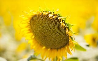 Картинка подсолнух, цветы, лето, природа, жёлтый, пейзаж, растение
