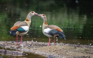 Картинка птицы, утки, природа, водоем, взаимодействие, животные, фото