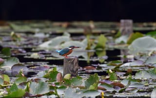 Картинка птица, природа, водоем, листья, красивый, пейзаж, фото
