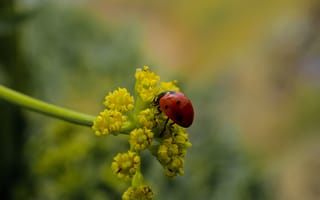 Картинка божья коровка, цветы, природа, макро, насекомые, зелень, лето