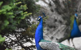 Картинка павлин, птица, природа, красота, зелень, фото, обои