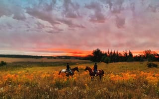Картинка природа, закат, лошади, пейзаж, поля, путешествие, вдохновение