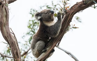 Картинка коала, дерево, природа, животные, австралия, фауна, зелень