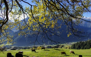 Картинка пейзаж, горы, природа, коровы, осень, зелень, деревья