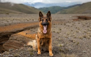 Картинка собака, пейзаж, природа, горы, немецкая овчарка, животные, отдых