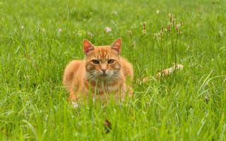 Картинка кот, трава, животное, природа, питомец, лето, мягкий