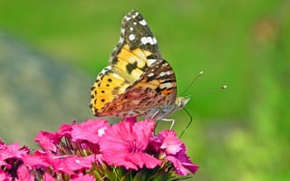 Картинка бабочка, цветы, природа, лето, красота, пейзаж, яркие цвета