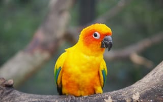 Картинка попугай, животные, природа, яркие цвета, экзотика, птицы, фото
