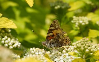 Картинка бабочка, цветы, природа, лето, зелень, красота, пейзаж