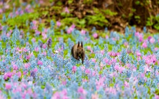 Картинка смешной, белка, цветы, природа, весна, пейзаж, животные