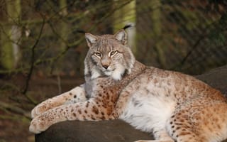 Картинка рысь, дикая природа, животные, питомцы, фауна, лес, красота