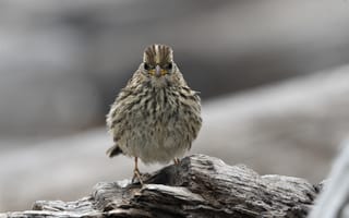 Картинка птица, природа, фото, обои, животные, пейзаж, древесина