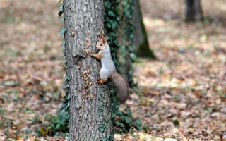 Картинка белка, дерево, лес, природа, осень, животные, пейзаж