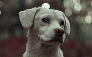 Картинка собака, пес, портрет, природа, животные, мягкий свет, боке