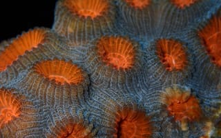 Картинка кораллы, океан, подводный мир, морская жизнь, цвета, природа, макро