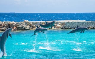 Картинка дельфины, море, прыжки, природа, океан, синий, лето