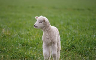 Картинка ягненок, трава, пейзаж, животные, природа, сельское, младенец