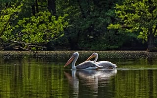 Картинка пеликаны, озеро, природа, водоем, птицы, зеленый, отражение