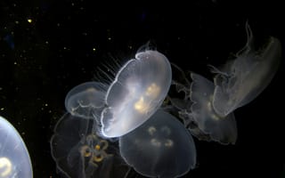 Картинка медузы, океан, глубина, прозрачные, водная жизнь, красота, темный фон