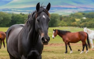 Картинка лошади, пейзаж, природа, животные, ферма, черная лошадь, зеленые холмы