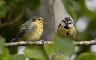 Картинка птицы, природа, деревья, птенцы, синицы, лето, животные