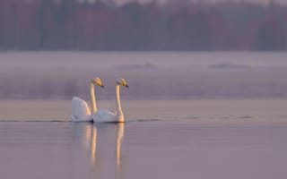Картинка лебеди, природа, озеро, закат, водоем, пейзаж, животные