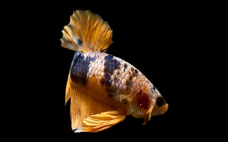 Картинка рыба, аквариум, золотая, черный фон, животные, подводный мир, красота