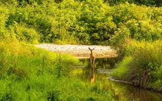 Картинка природа, олень, река, лес, зеленый, пейзаж, животные