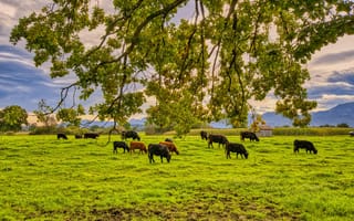 Картинка пейзаж, коровы, трава, деревья, небо, ферма, природа