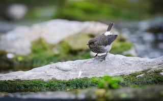 Картинка птица, природа, водоем, камни, мох, фото, обои