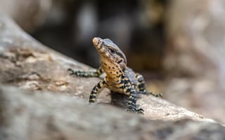 Картинка ящерица, природа, животные, фотография, лес, дикие, рептилии