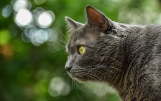 Картинка кот, профиль, животное, глаза, природа, фото, серый