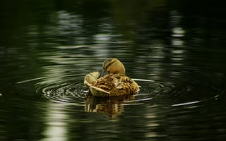 Картинка утка, вода, природа, отражение, птица, спокойствие, пейзаж