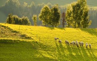 Картинка пейзаж, овцы, природа, трава, деревья, свет, лето, сельская местность