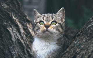 Картинка кот, природа, животные, дерево, питомец, глаза, мягкий