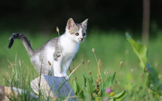 Картинка котенок, природа, трава, животные, питомцы, лето, фото