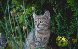 Картинка котенок, природа, трава, животные, зелень, взгляд, мягкий