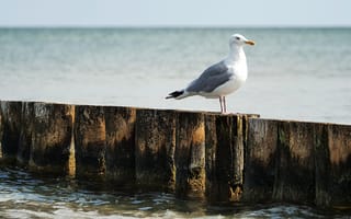 Картинка чайка, море, пейзаж, природа, пляж, деревья, отдых