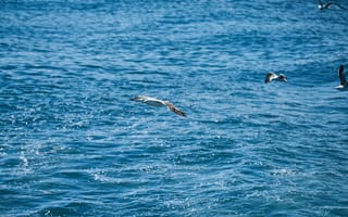 Картинка птицы, море, небо, природа, пейзаж, летящие, синий