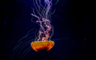 Картинка медуза, океан, глубина, животные, природа, красота, водный мир
