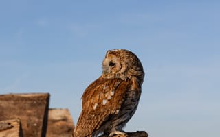 Картинка сова, птица, природа, небо, животные, фотография, обои